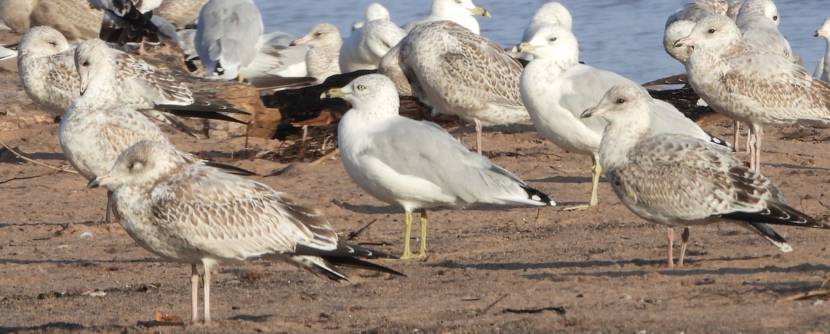 Ring-billed Gull - ML642148695