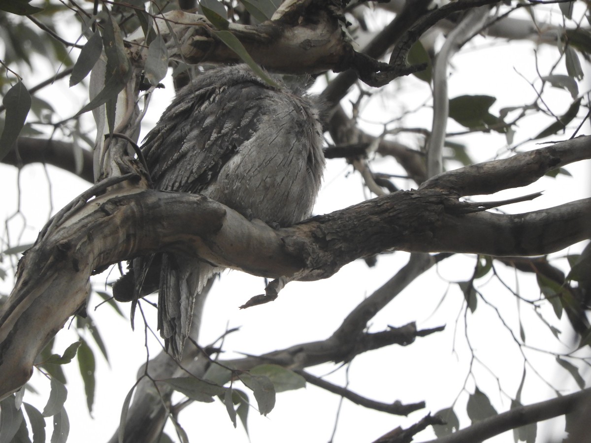 Tawny Frogmouth - ML642148701