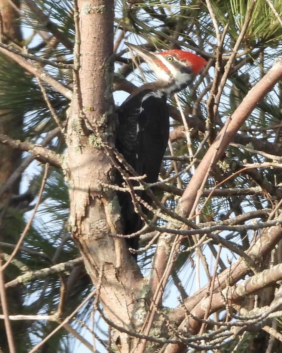 Pileated Woodpecker - ML642148708