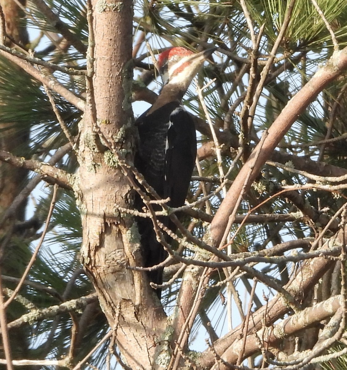 Pileated Woodpecker - ML642148709
