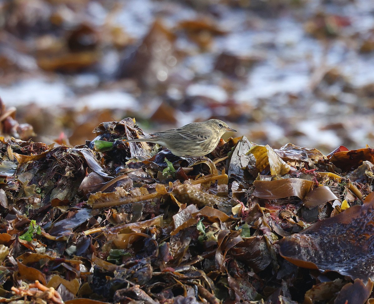 Rock Pipit (Western) - ML642148710