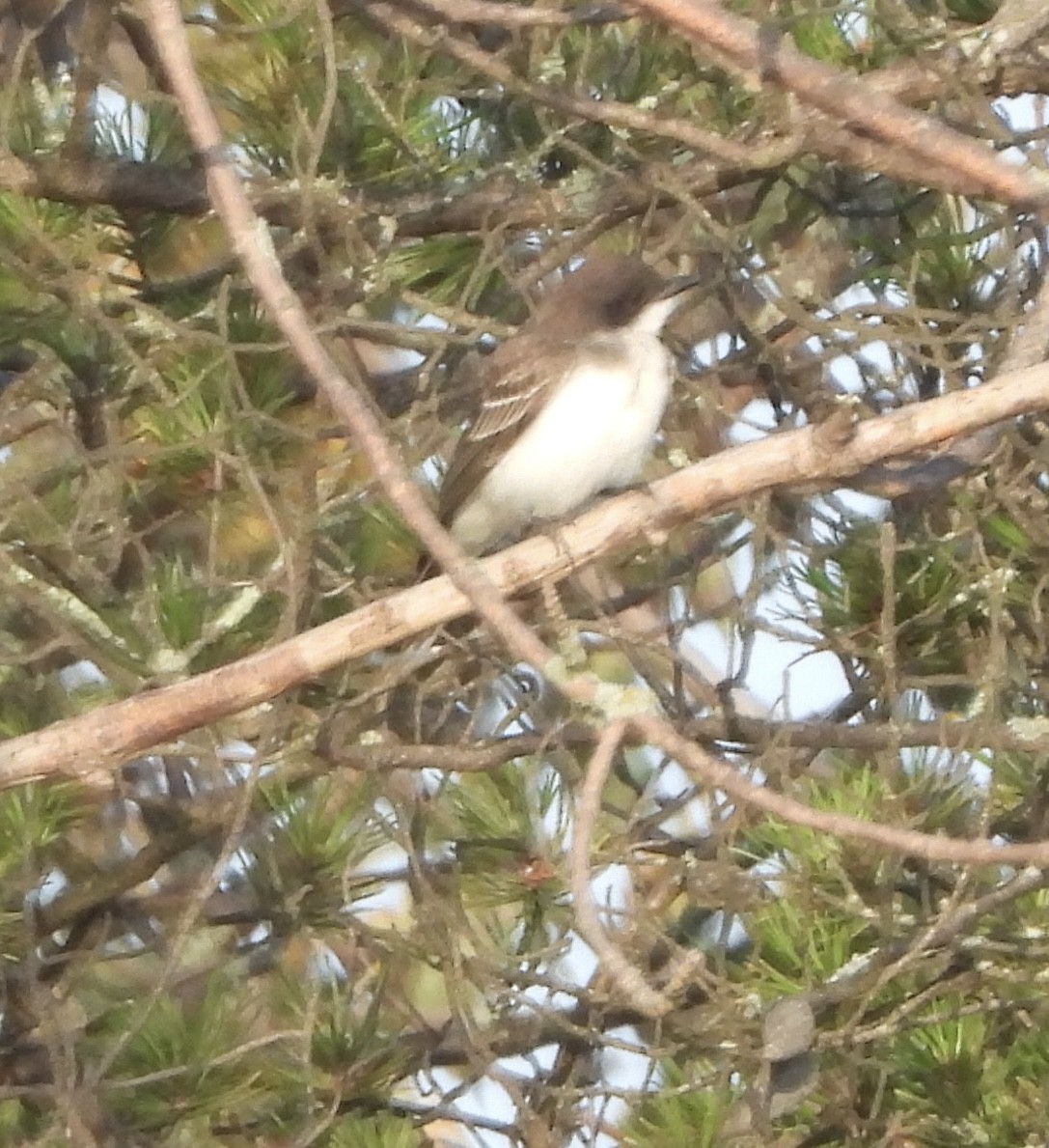 Eastern Kingbird - ML642148714