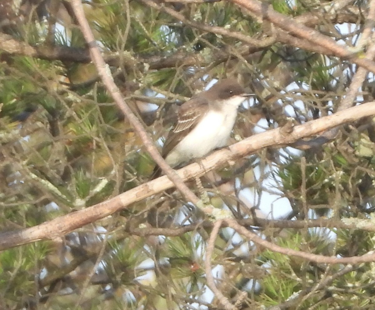 Eastern Kingbird - ML642148715