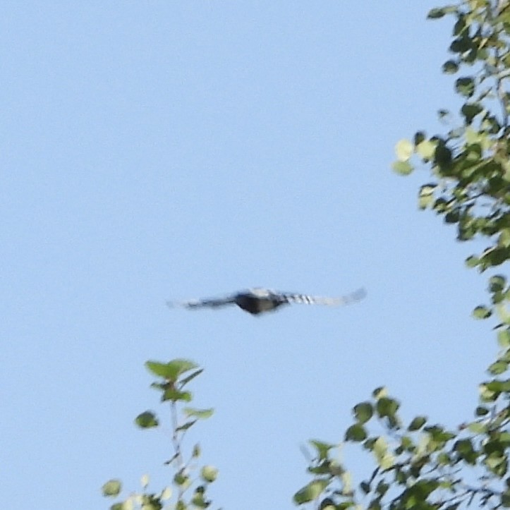 Black-billed Magpie - ML642148744