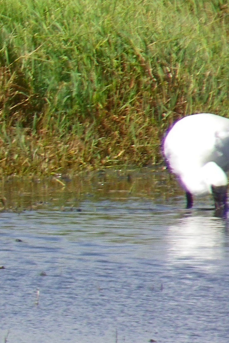 Royal Spoonbill - ML642148745