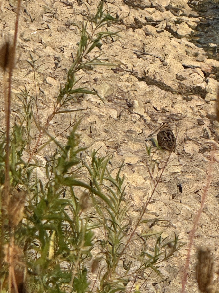 American Woodcock - ML642148755