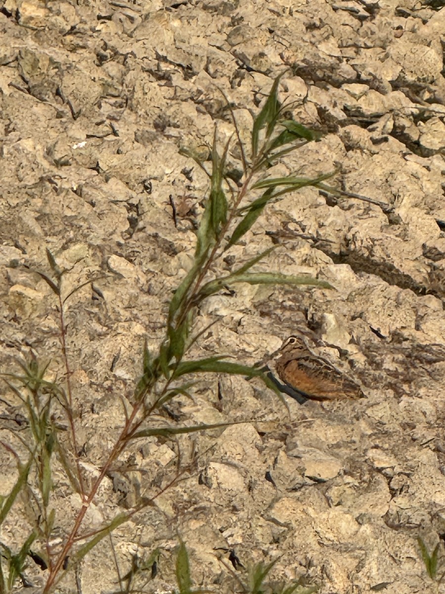 American Woodcock - ML642148756