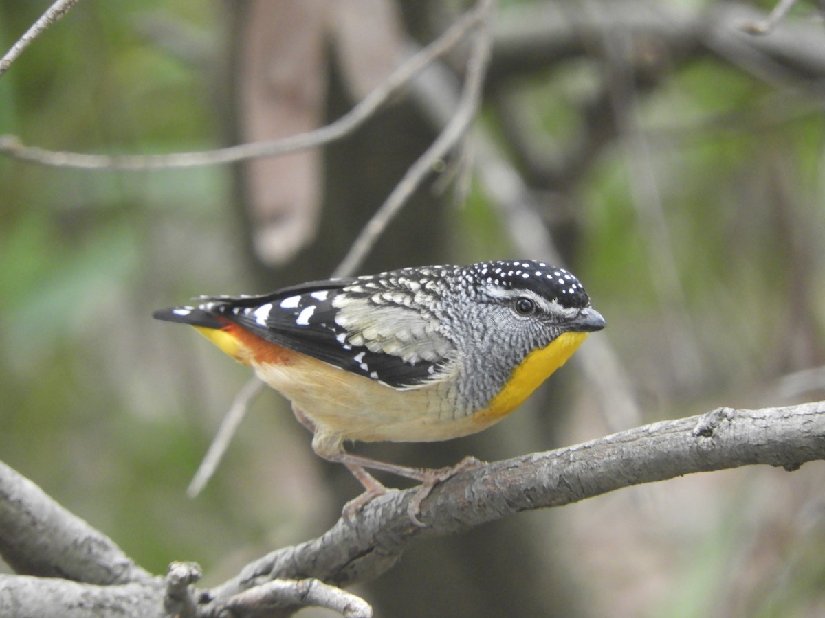 Spotted Pardalote - ML642148769