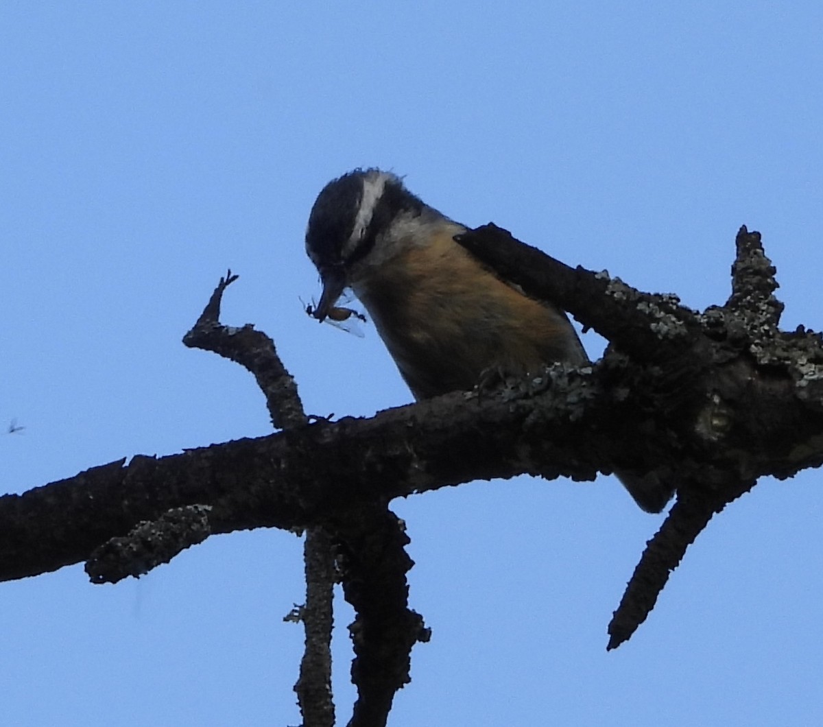 Red-breasted Nuthatch - ML642148776