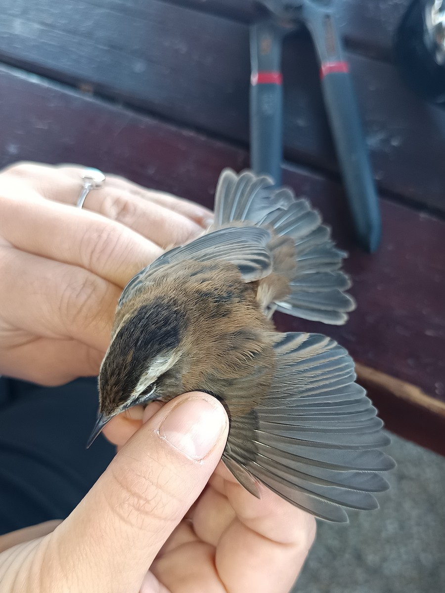 Moustached Warbler - ML642148790