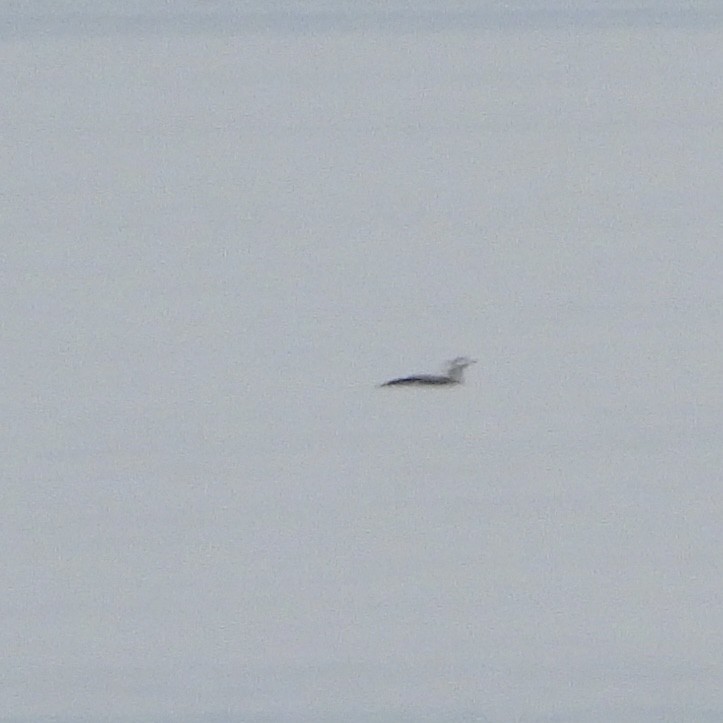 Red-throated Loon - ML642148811