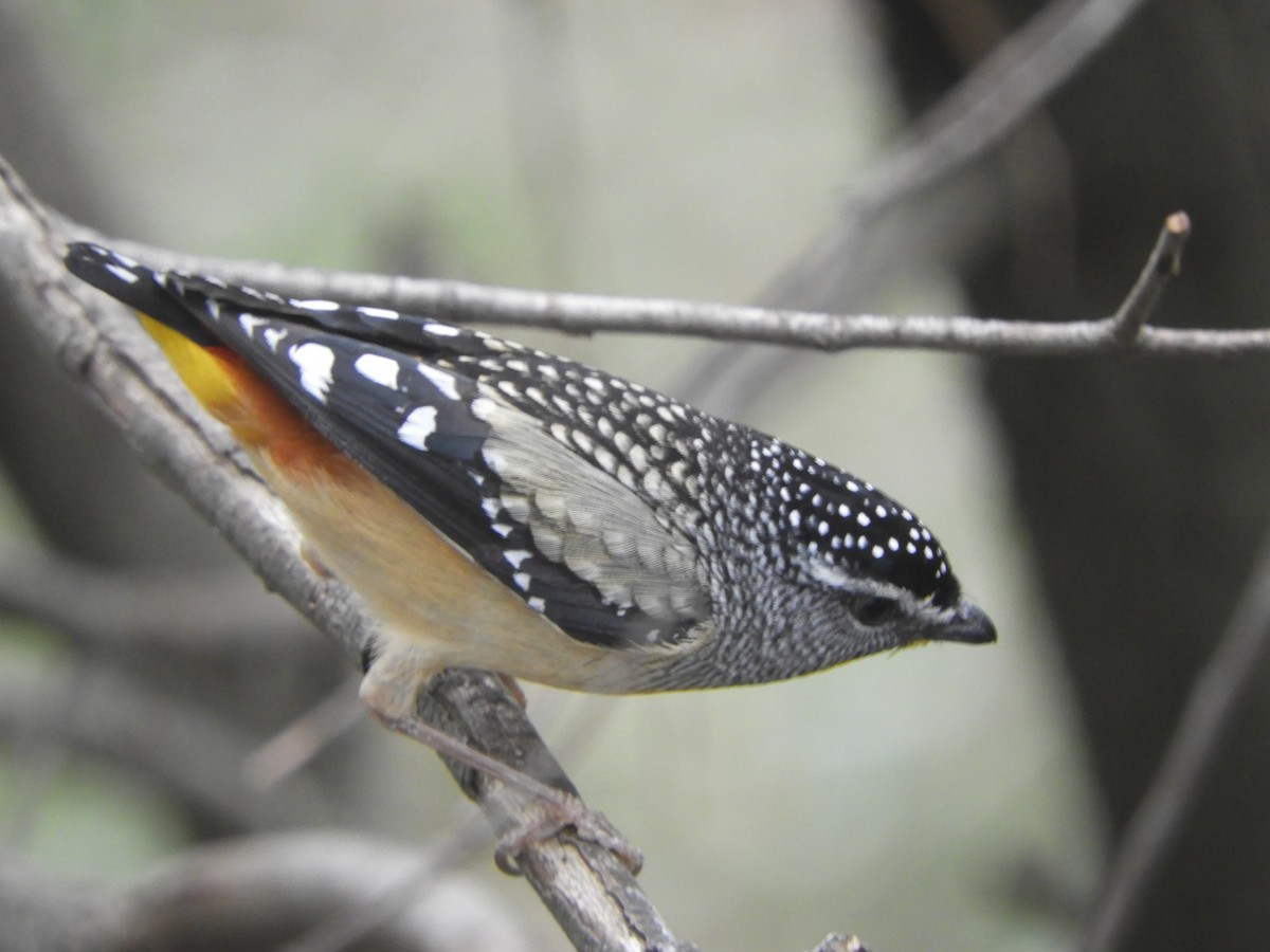 Spotted Pardalote - ML642148819