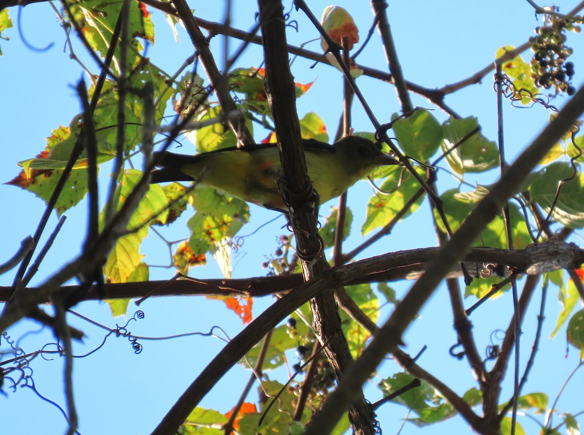 Scarlet Tanager - ML642148839
