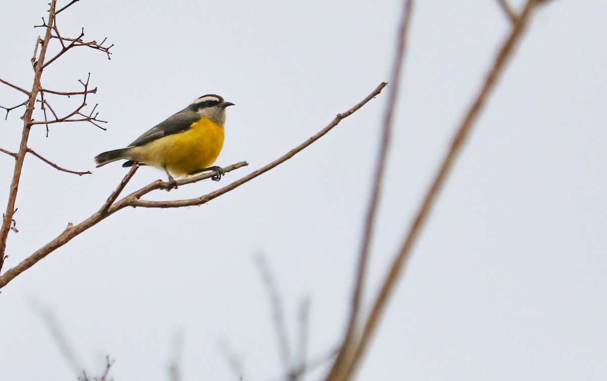 Sucrier à ventre jaune - ML642148851