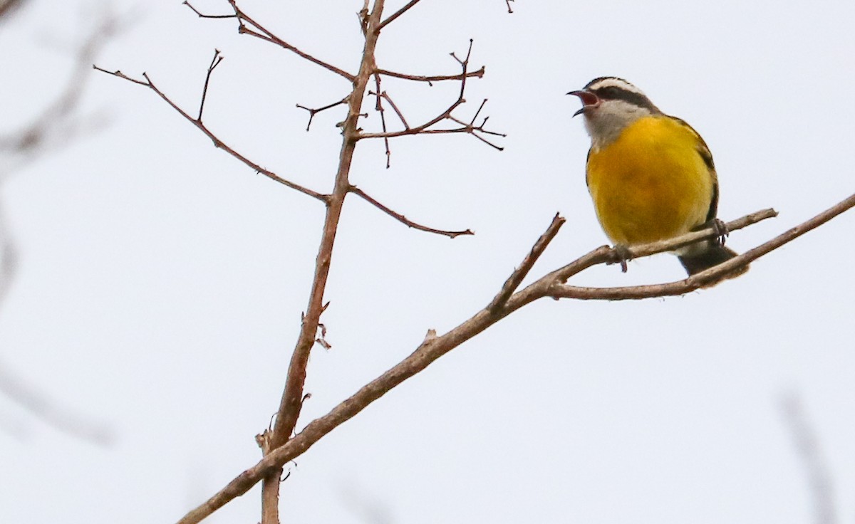 Sucrier à ventre jaune - ML642148852