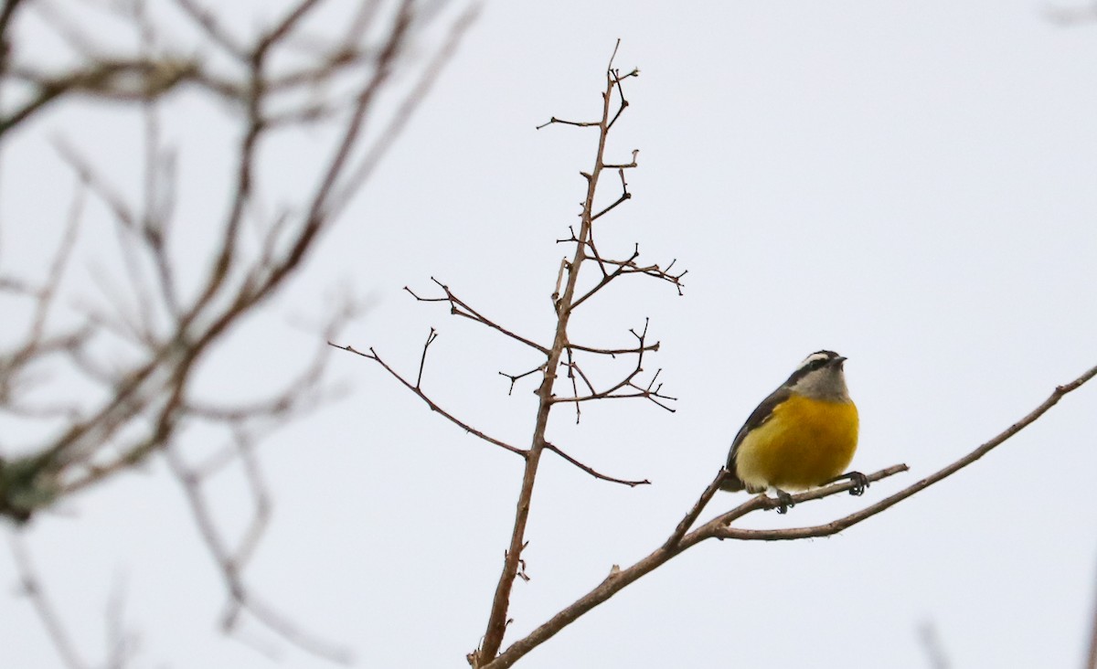 Sucrier à ventre jaune - ML642148853