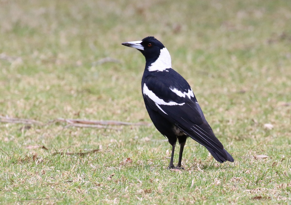 Australian Magpie - ML642148862