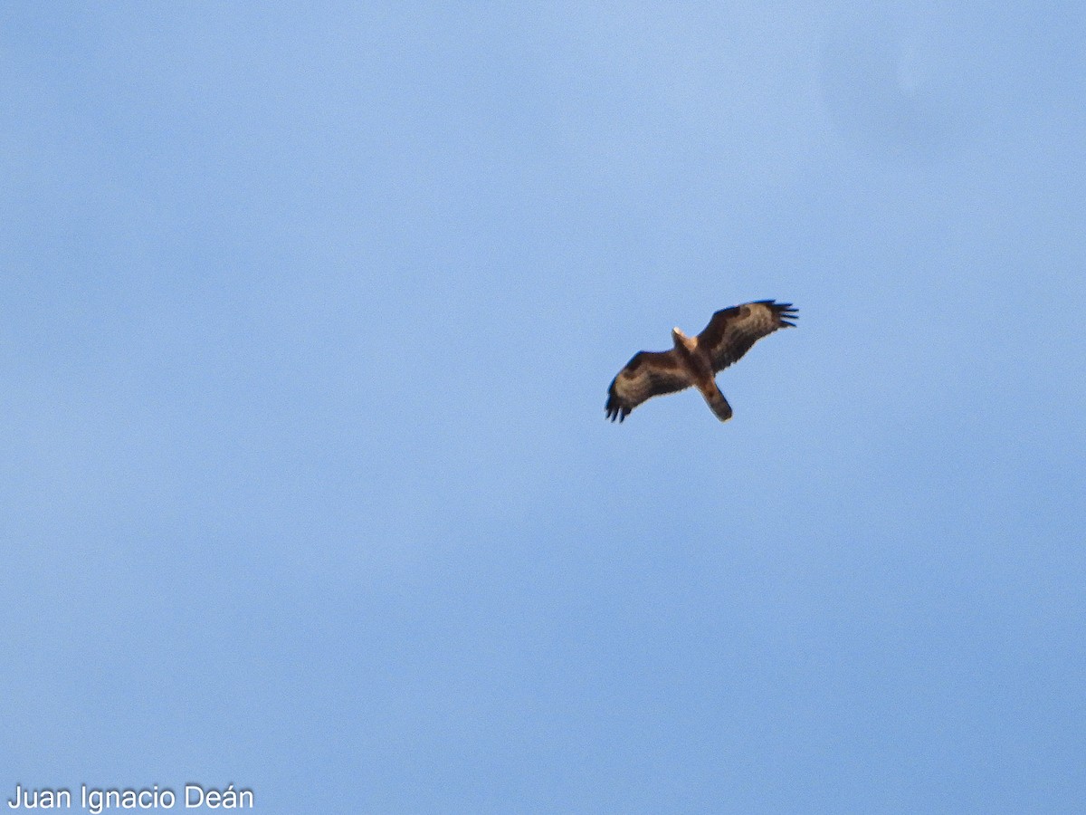 European Honey-buzzard - ML642148877