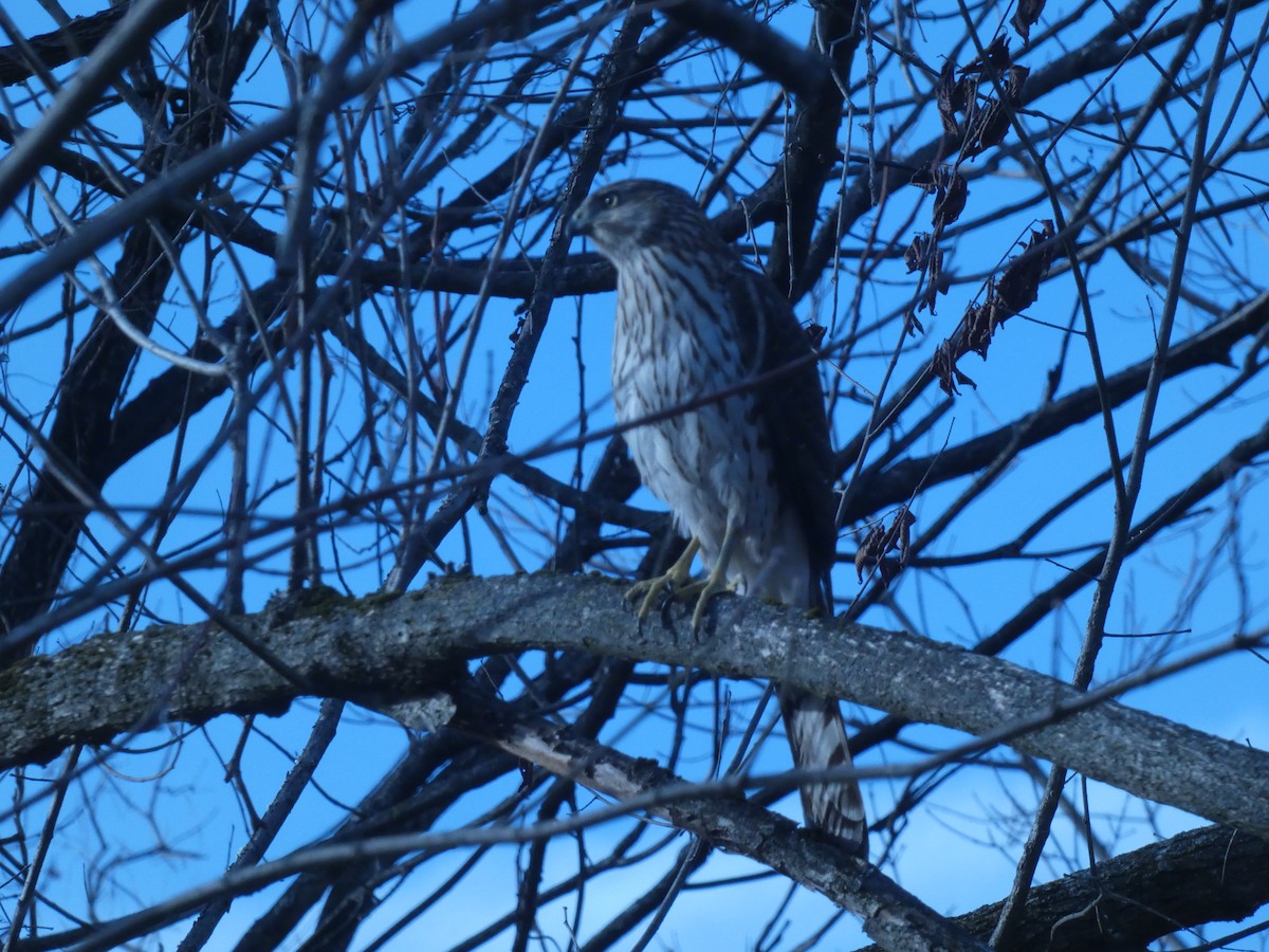 Cooper's Hawk - ML642148882