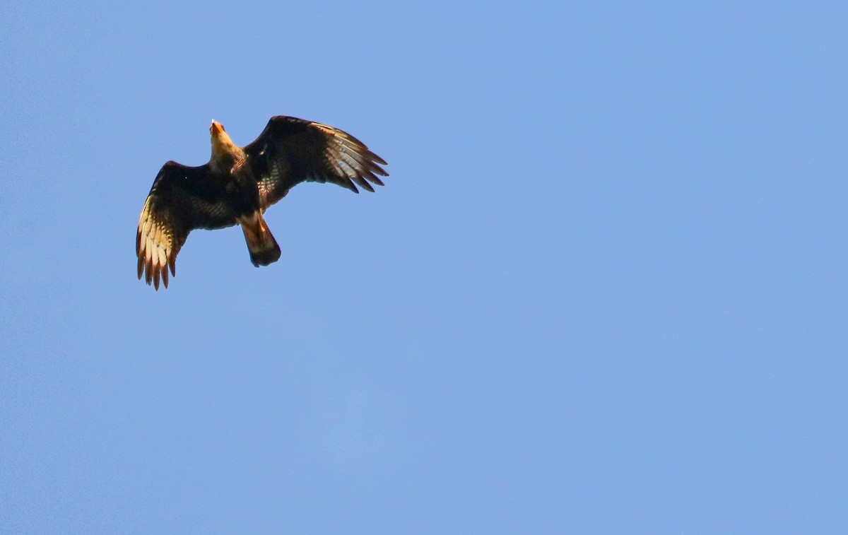 Crested Caracara - Luiz Henrique Parigi