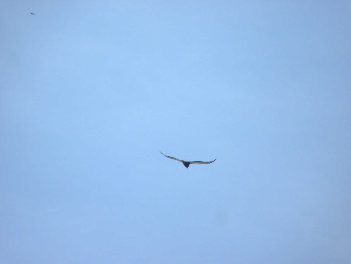 Bateleur des savanes - ML642148892