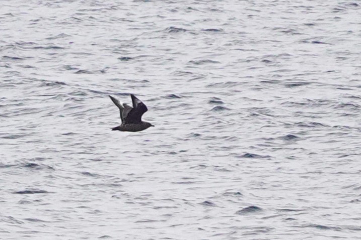 Skua - ML642148908