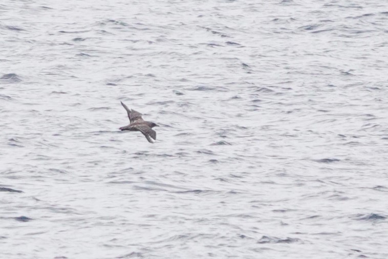 Skua - ML642148909