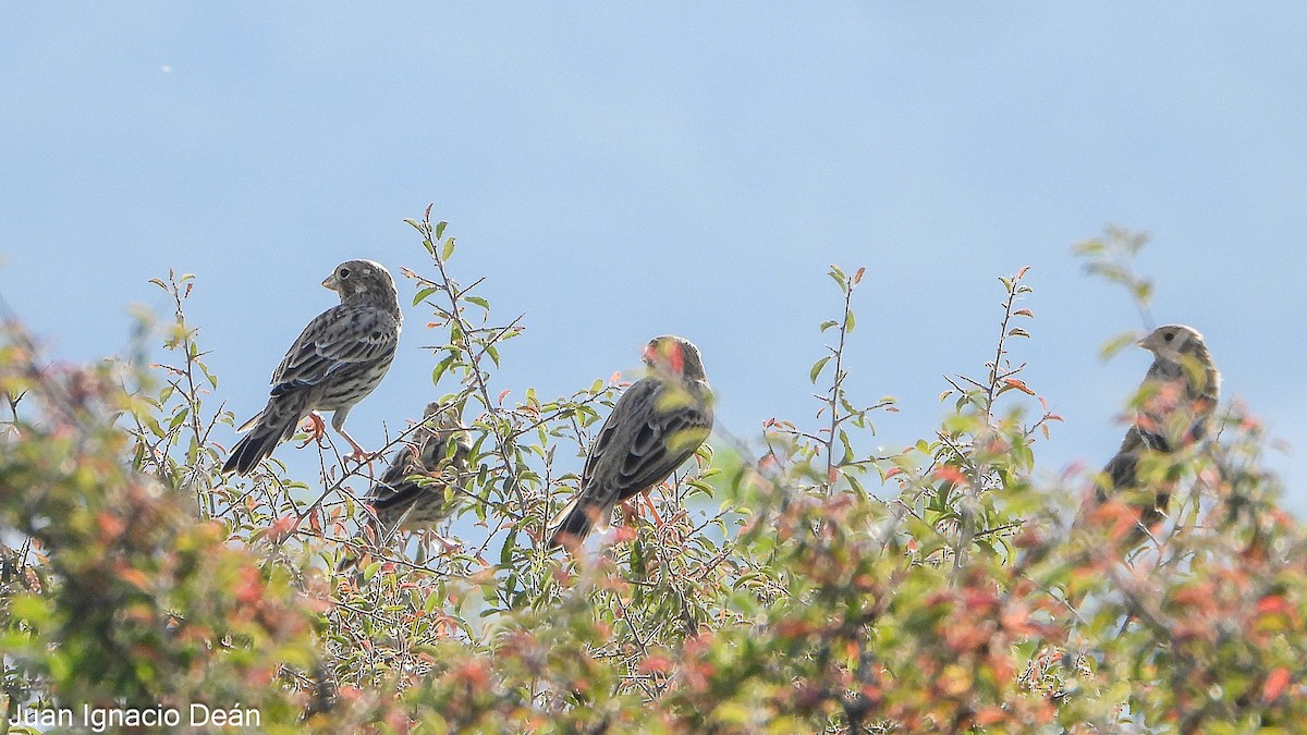Corn Bunting - ML642148912
