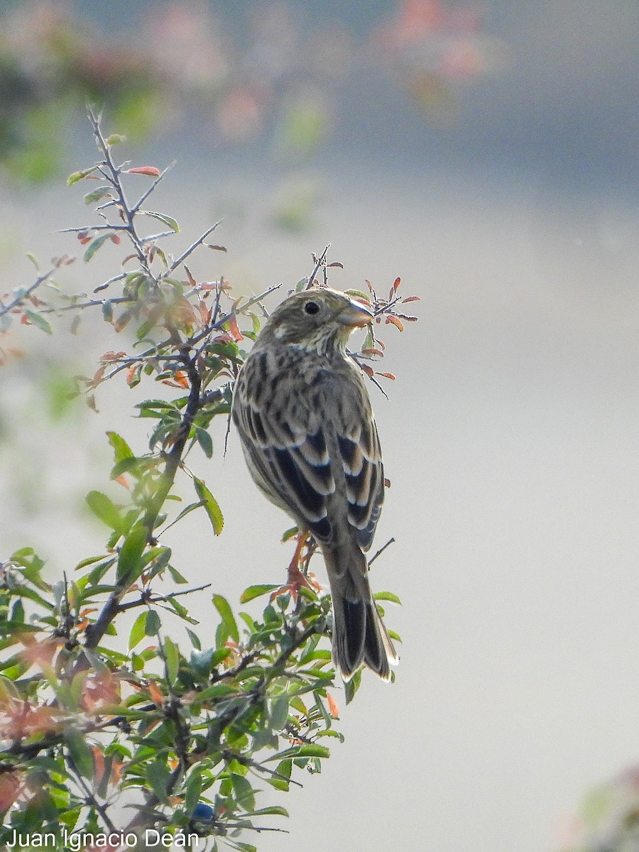Corn Bunting - ML642148913