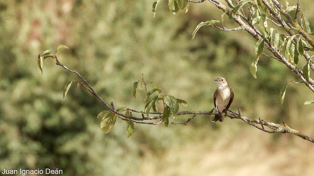 European Pied Flycatcher - ML642148915