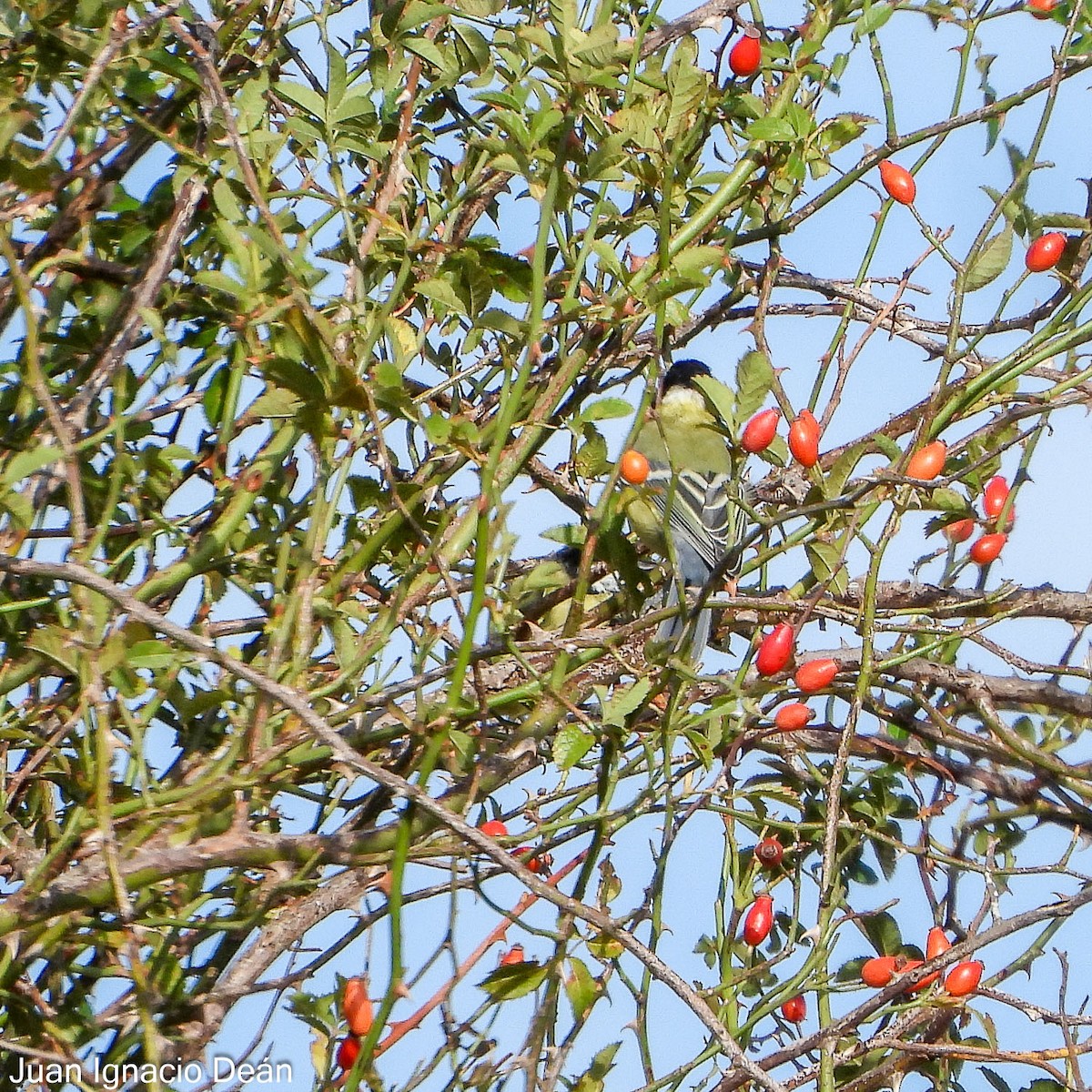 Great Tit - ML642148922