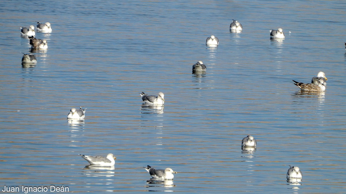 Yellow-legged Gull - ML642148931