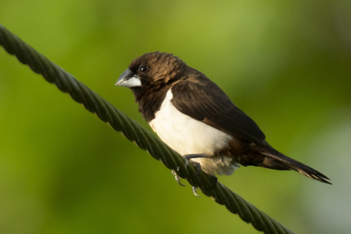 Острохвостая муния - ML642148933