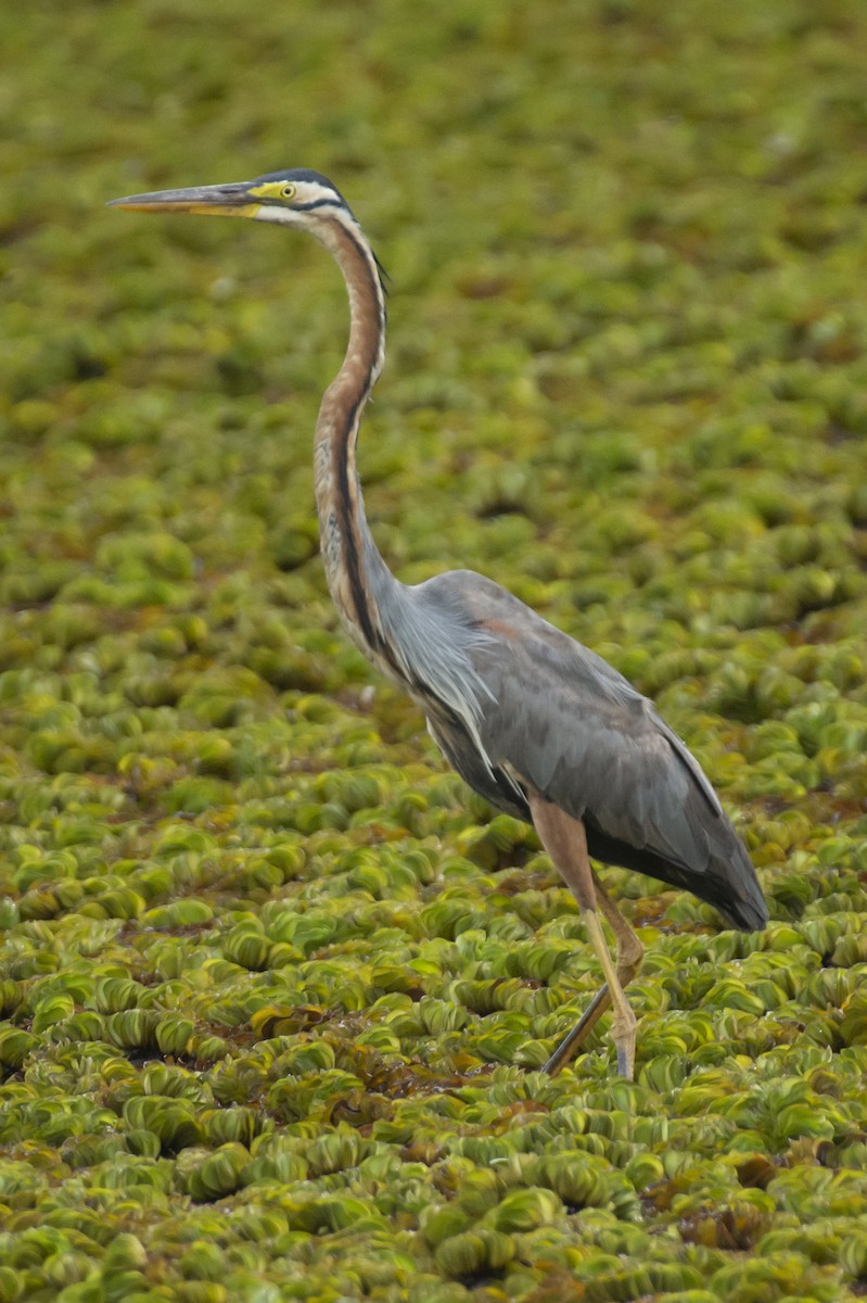 Рыжая цапля - ML642148950