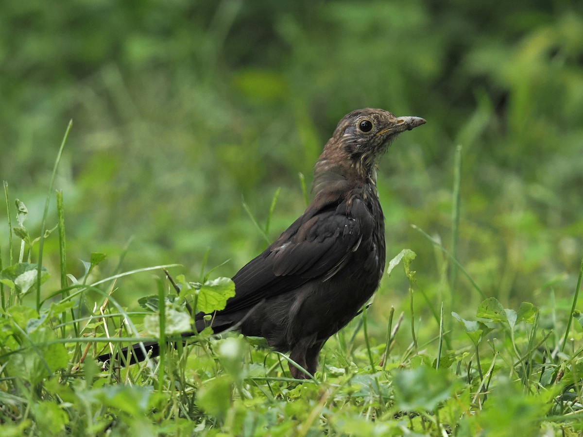 Chinese Blackbird - ML642148952