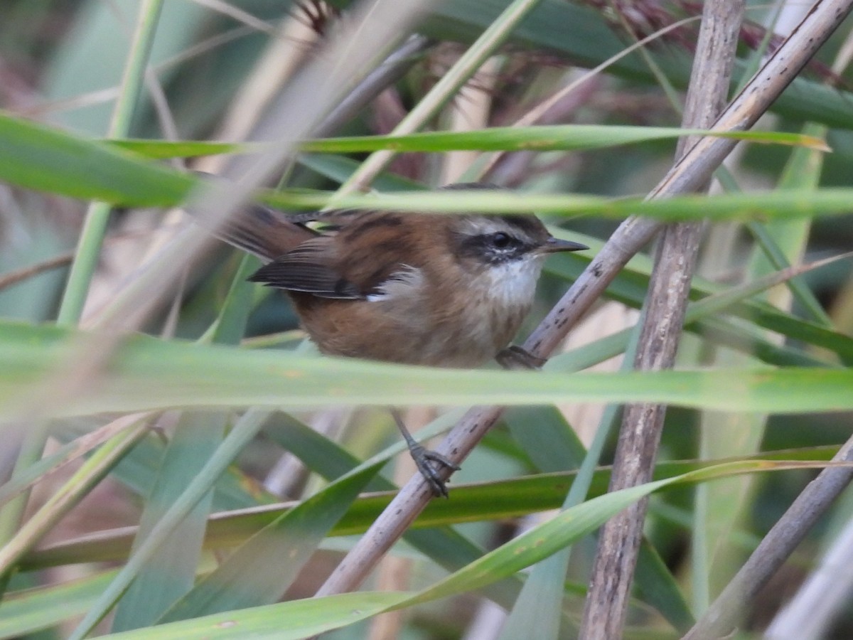Moustached Warbler - ML642148954