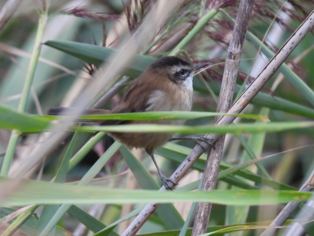 Moustached Warbler - ML642148955