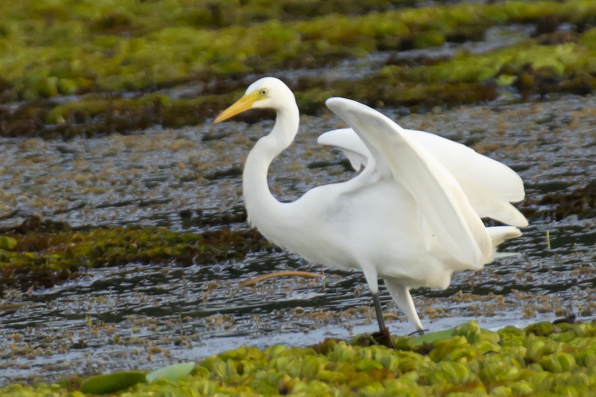 Большая белая цапля - ML642148956