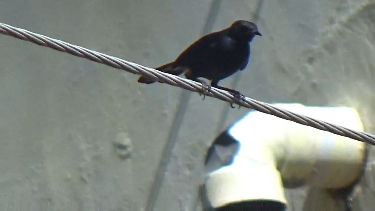 Indian Robin - ML642148958