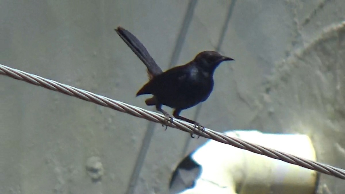 Indian Robin - ML642148959