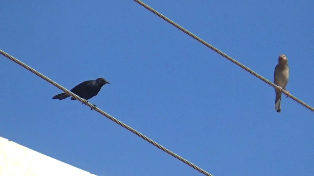 Indian Robin - ML642148961