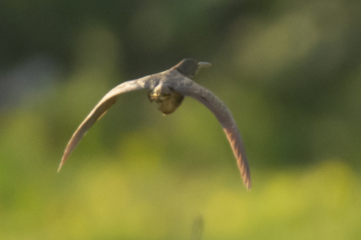 Рыжий волчок - ML642149033