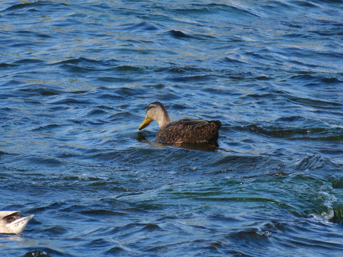 American Black Duck - ML642149060