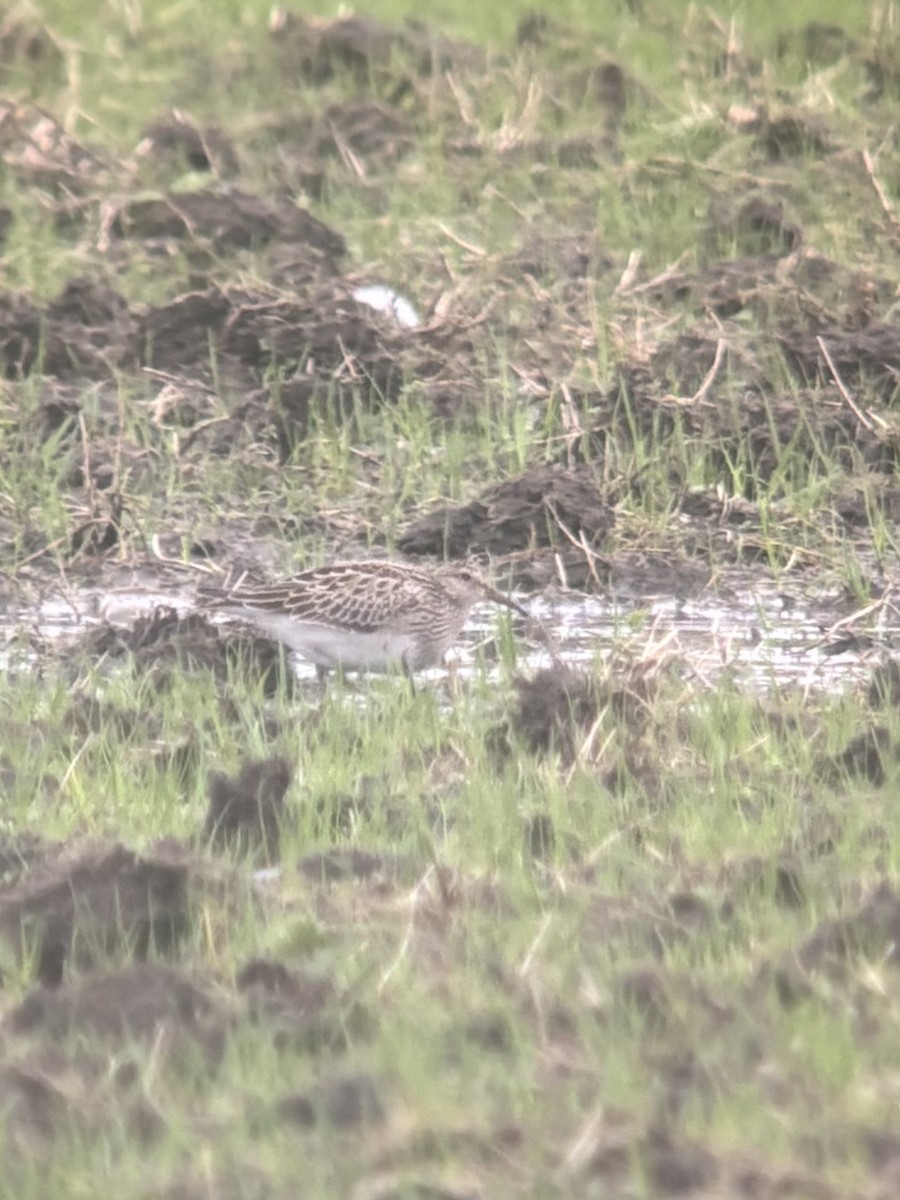 Pectoral Sandpiper - ML642149121