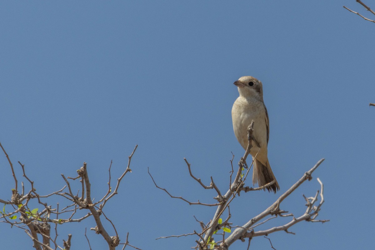 Woodchat Shrike - ML642149125