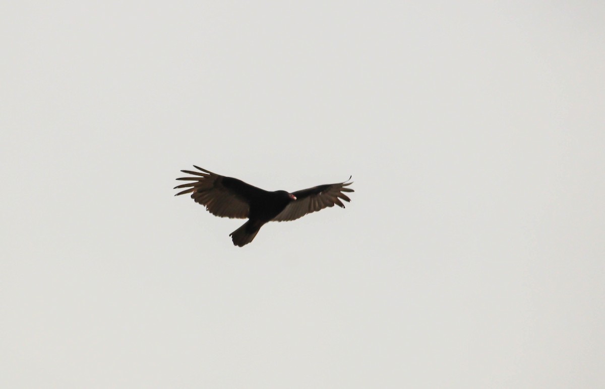 Turkey Vulture - ML642149131