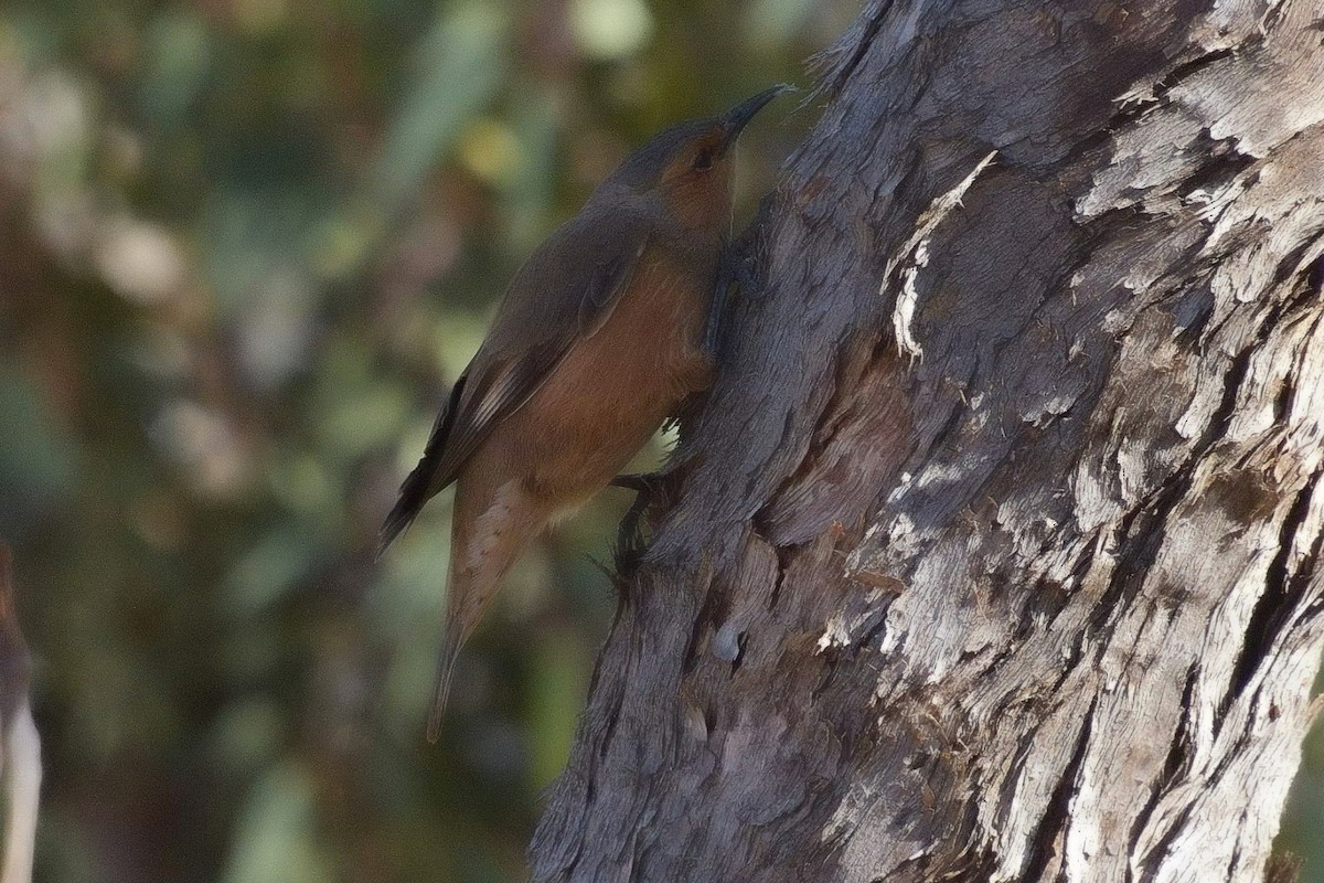 Rufous Treecreeper - ML642149135