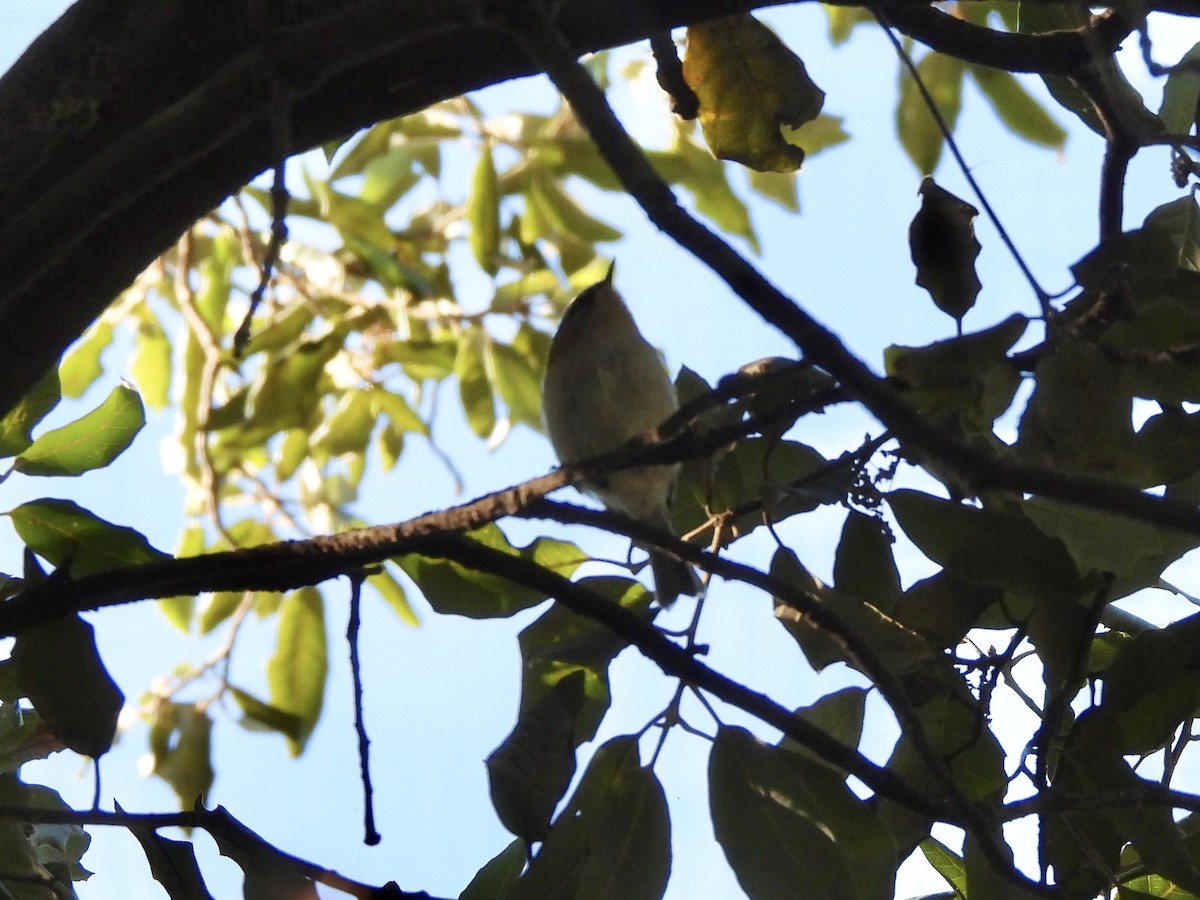 Common Firecrest - ML642149150