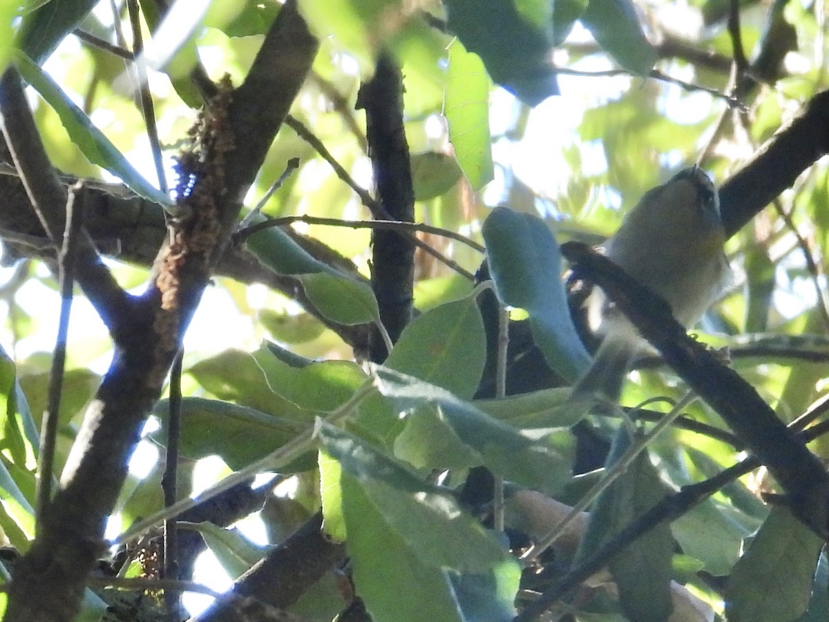 Common Firecrest - ML642149152
