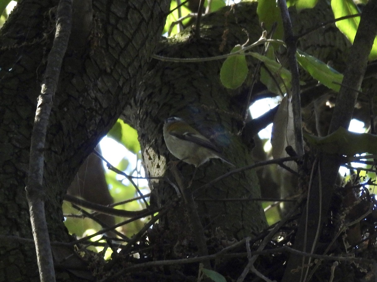 Common Firecrest - ML642149153